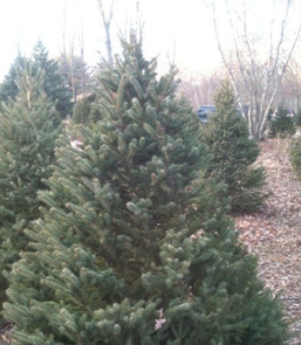 Charlie Brown's Christmas Tree Farm